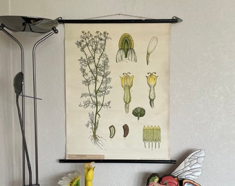 Vintage Chamomile Botanical School Chart - German Educational Wall Art