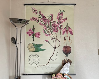 Vintage HEATHER school chart Jung Koch Quentell BOTANICAL wall chart poster 1964