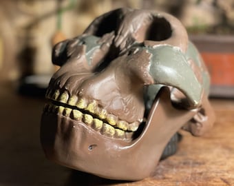 somso 頭蓋骨模型 il_340x270.2973795261_3f6p.jpg