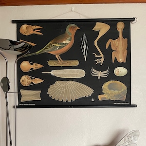 Antigüedad rara) GRÁFICO ESCOLAR BULLFINCH Jung Koch Quentell vintage 1902-1929 Frommann & Morian. PÁJAROS