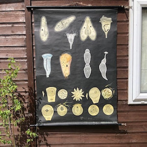 Vintage PROTOZOA schoolkaart van Jung Koch Quentell poster muur opknoping amoebe 1945-1963.