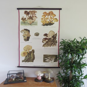 Vintage botanische school grafiek van hout PADDESTOELEN educatieve plantkunde foerageren