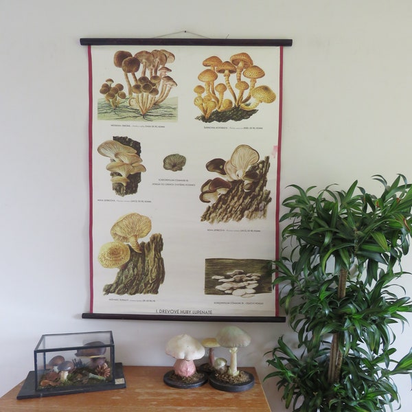 Vintage BOTANICAL school chart of WOOD MUSHROOMS educational botany foraging