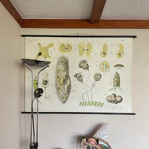 Vintage school chart embryology table 1  PROTOZOA  biology Smalian & Gummert chart 1950&#39;s
