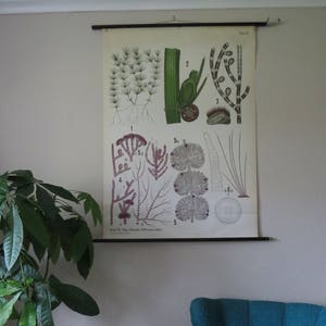 Tableau mural original vintage déroulant de l'école botanique représentant des plantes rétro d'algues aquatiques, lithographie des années 1950, milieu du siècle