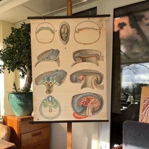 Vintage schoolkaart EMBRYOLOGIE verloskunde poster ANATOMIE educatieve grafiek