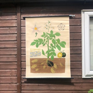 Quadro escolar vintage de BATATA, quadro educacional BOTÂNICO, com fundo de linho