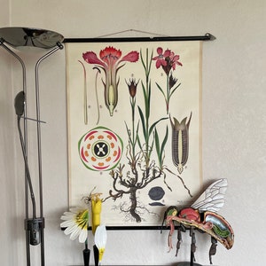 Vintage KARTUIZER ROZE schoolkaart BOTANISCHE rol naar beneden linnen educatieve poster