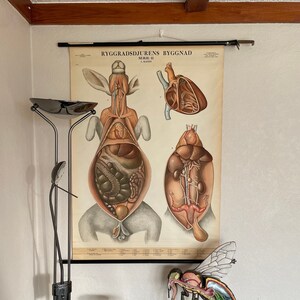 Vintage RABBIT Zweedse schoolkaart Onderwijskaart 1948-1960