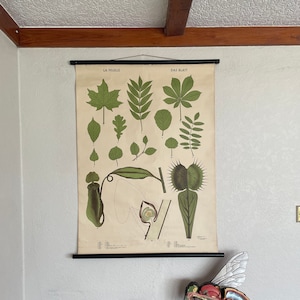 Vintage BLATT VARIATIONEN Rollkarte BOTANISCHES Schulposter das Blatt, Blätter