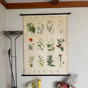 vintage carte scolaire SPICES I plantes d’usage charte botanique coquelicot crocus rapseed