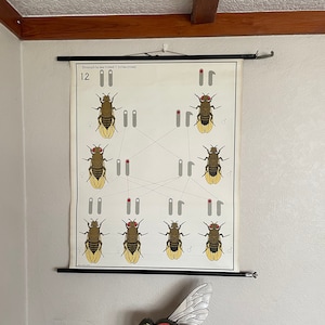 Vintage school grafiek van GENETICA DROSOPHILA trekken duitse school grafiek Mendel. Vliegen