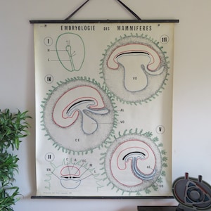 Vintage Dr Auzoux & Paul Sougy ZOOGDIER EMBRYOLOGIE roll down school grafiek