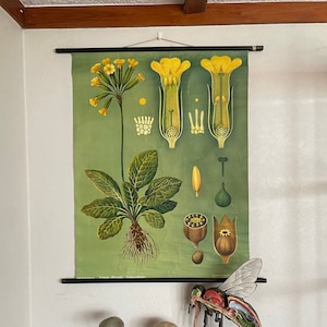 Vintage COWSLIP SLEUTELBLOEM schoolkaart Jung Koch Quentell BOTANISCHE primula officianalis 1945-1963