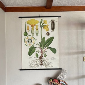 Vintage OXLIP PRIMROSE school chart BOTANISCHE roll down linnen educatieve poster Primula