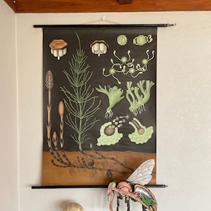 Vintage EQUISETUM HORSETAIL GRASS gráfico escolar Jung Koch Quentell cartel de lino snake grass.