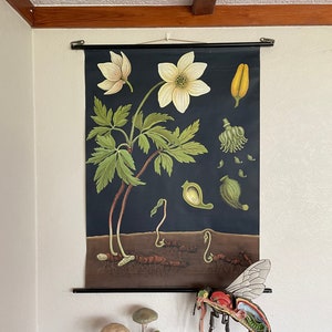 Vintage ANEMONE schoolkaart door Jung Koch Quentell BOTANISCHE linnen poster lithografie