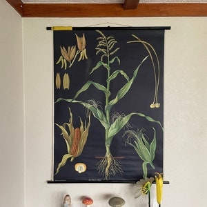 Vintage MAÏS - MAÏS schoolkaart Jung Koch Quentell poster BOTANISCHE bloemgraan
