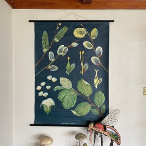Vintage GOAT WILLOW TREE school chart Jung Koch Quentell pussy willow botanische muur grafiek 1961
