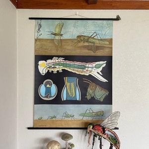 May include: A vintage educational chart depicting the anatomy of a grasshopper. The chart features a detailed illustration of the insect's internal organs, including its digestive system, circulatory system, and nervous system. The chart also includes a close-up view of the grasshopper's head, legs, and wings.