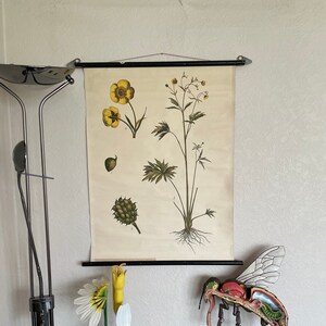 Vintage MEADOW BUTTERCUP school chart botanische educatieve muur grafiek. bloemen 1910-1950.