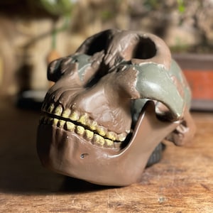 Vintage Somso Paranthropus Boisei Skull Model: Anatomy Education