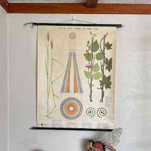 Vintage structuur van DE STEM schoolkaart wandhanger Botanisch leven van planten serie. ZWEEDSE educatieve wandkaart