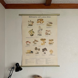 Carte scolaire vintage CHAMPIGNONS AGARICS, GÉLULES DE LAIT et autres cartes pédagogiques déroulantes.