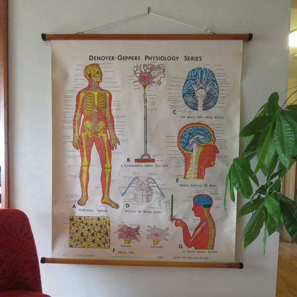 Vintage medical school anatomy chart of NERVES, The Human NERVOUS SYSTEM by Denoyer-Geppart. Key in English