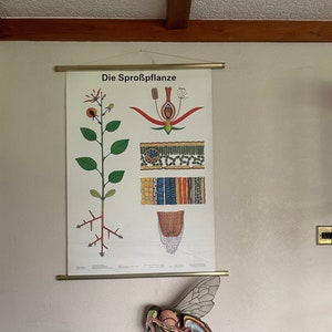 Vintage Schulkarte von THE SPROUT Lehrtafel BOTANISCHE Botanik Anatomie.