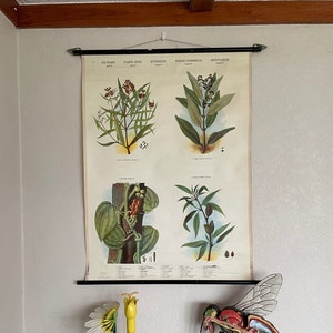 Quadro escolar vintage ESPECIARIAS III Quadro educacional BOTÂNICO Plantas de uso