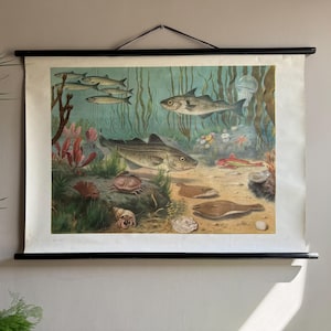 Vintage Swedish school chart of EUROPEAN SEA FISH 1960&#39;s educational wall chart.
