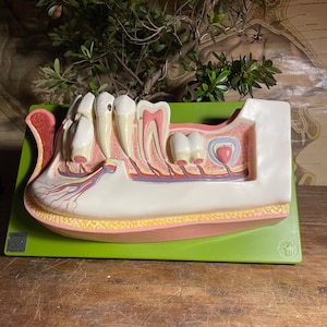Vintage SOMSO Lower JAW of a 12 year old TEETH educational model Anatomy model Medical school dental model.