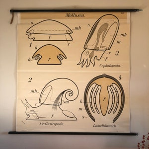 May include: A vintage educational chart illustrating the anatomy of different types of mollusks, including cephalopods, gastropods, and lamellibranchs. The chart features detailed diagrams with labels for various body parts, such as the mantle, foot, and shell.