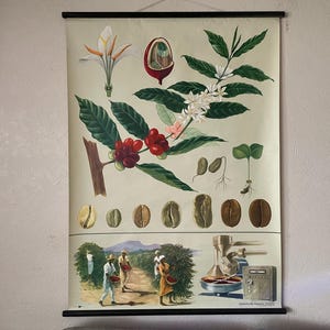 Vintage BOTANISCHE Schulkarte von KAFFEE Jung Koch Quentell Stil Roll-Down-Lernplakat 1964