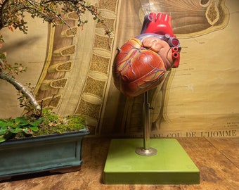 Puede incluir: Modelo anatómico detallado de un corazón humano, pintado en tonos rojos, marrones y beige, montado sobre un soporte metálico con base verde. El fondo presenta un gráfico anatómico vintage y un bonsái en una maceta azul-verdosa.