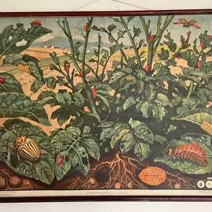 Vintage Schulkarten der KARTOFFELKÄFER Lehrtafel PESTS Insekten.