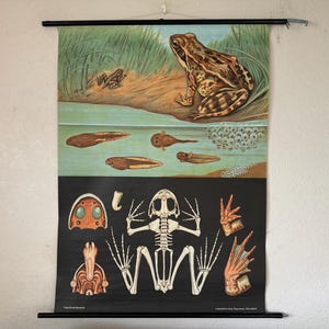 Vintage FROG schoolkaart Jung Koch Quentell oprollen educatieve kaartposter