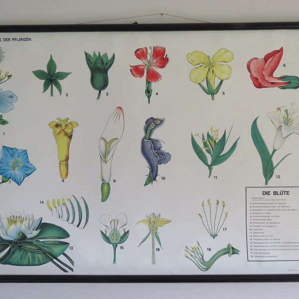 Vintage BOTANICAL school chart of PLANT MORPHOLOGY flower roll down educational poster