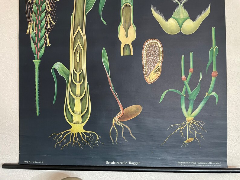 Vintage RYE GRASS School Chart Jung Koch Quentell Botanical Poster ...