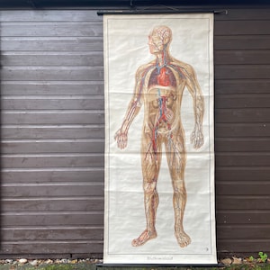 Vintage FULL BODY CIRCULATION educatief Medische school grafiek Bloed Anatomie jaren 1960