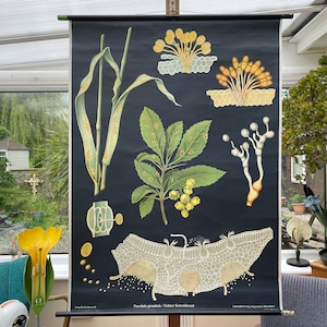 Quadro escolar vintage WHEAT LEAF RUST Jung Koch Quentell, quadro de parede, educação botânica, carvão, centeio, fungo