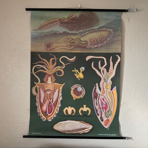 Könnte beinhalten: Eine alte Lehrtafel, die die Anatomie eines Tintenfisches veranschaulicht. Die Tafel zeigt detaillierte Zeichnungen der inneren Organe eines Tintenfisches, einschließlich seiner Tintenbeutel, Kiemen und seines Verdauungssystems. Die Tafel enthält auch eine Zeichnung der äußeren Anatomie eines Tintenfisches, die seine Tentakel, Flossen und Augen zeigt.