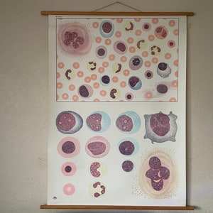 Vintage MENSCHLICHES BLUT ZUSAMMENSETZUNG lehrreiche medizinische Schule Diagramm Anatomie auf Papier