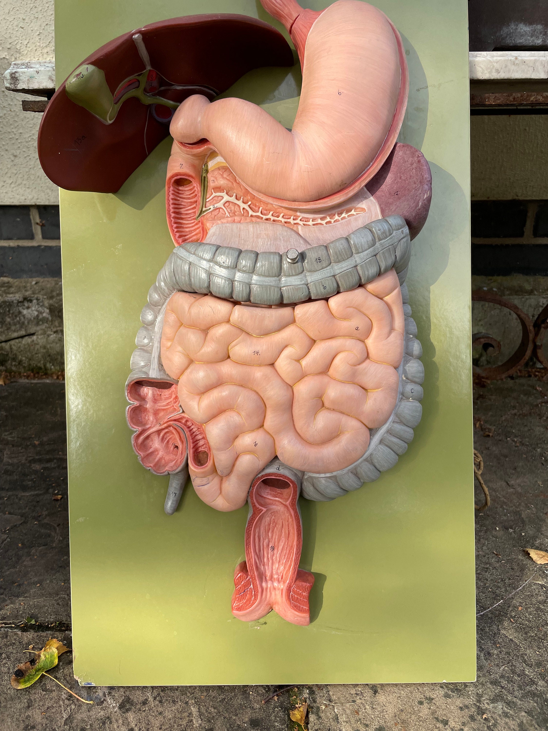 Digestive System Model Labeled
