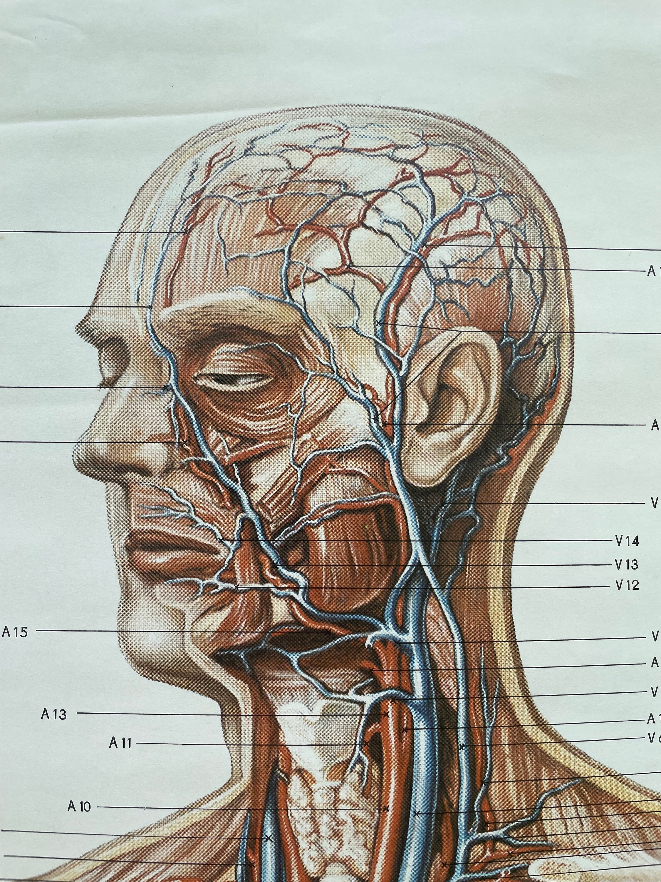Vintage FULL BODY CIRCULATION School Chart Anatomy Roll Down Medical ...