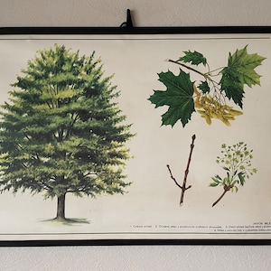 ZUCKER AHORN Baum Schulkarte Botanik Roll-Down-Poster BOTANISCH