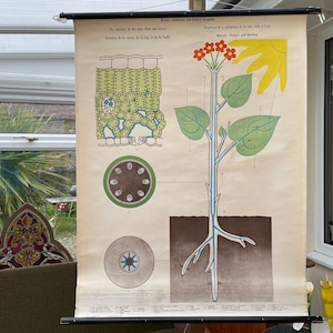 Vintage structuur van ROOT STEM & LEAVES schoolkaartwand opknoping Botanische leven van plantenserie.