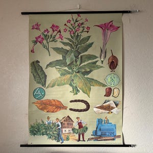 Tableau scolaire TABAC vintage Jung Koch Quentell BOTANICAL mural 1964