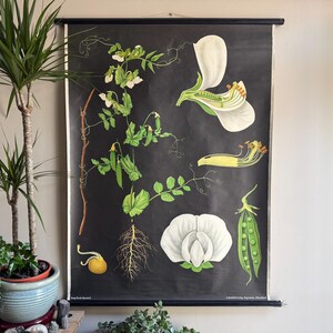 Carte scolaire vintage PEA PLANT Jung Koch Quentell affiche botanique fleur BOTANIQUE